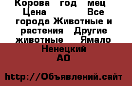 Корова 1 год 4 мец › Цена ­ 27 000 - Все города Животные и растения » Другие животные   . Ямало-Ненецкий АО